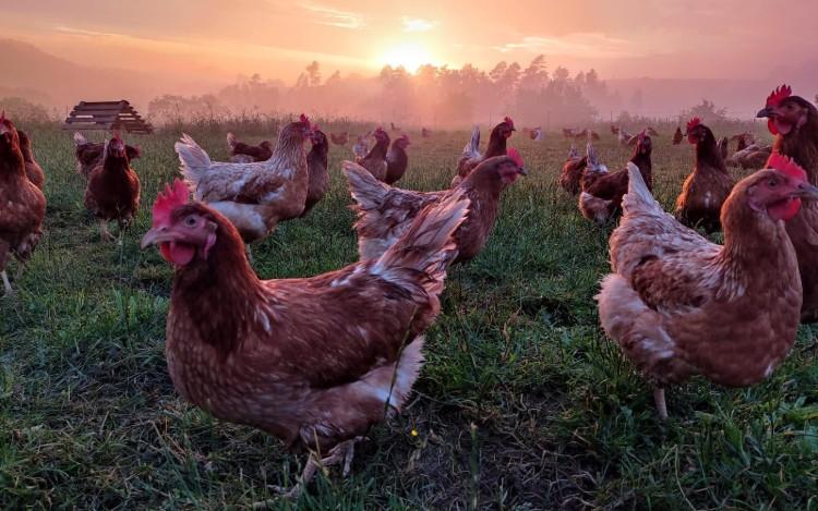 Freilaufende Hennen beim Sonnernuntergang beim BioHof Bart in Bad Zell